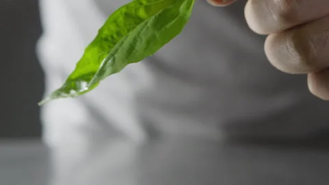 Tearing Basil Leaves Vídeos de archivo 332516927