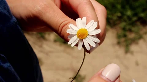Tearing daisy petals Stock Footage 64618048