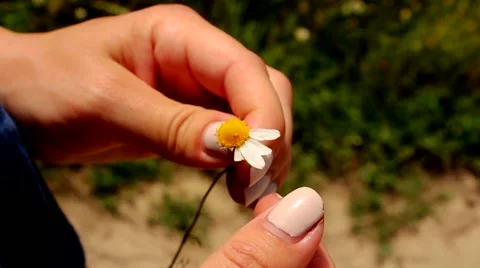 Tearing daisy petals Stock Footage 64618065