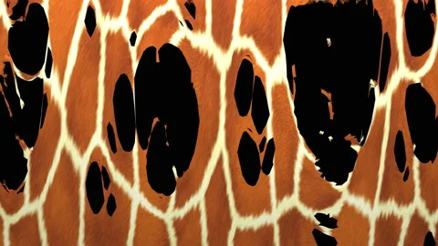 Tearing of a Giraffe hide Stock-Footage 156717489