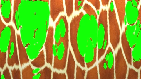 Tearing of a Giraffe hide Stock Footage 196991148