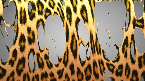 Tearing of a Leopard hide Stock Footage 156751010