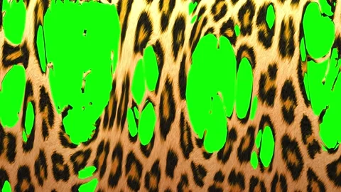 Tearing of a Leopard hide Stock Footage 186775432