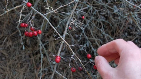 Tearing red berries from a bush in spring. Harvest fingers tear berries of red. Stock Footage 104036331