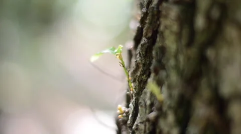 Tearing off Stem off a Tree Stock Footage 50115290