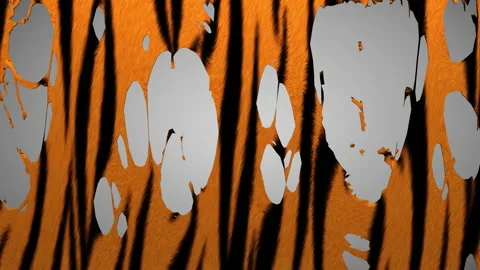 Tearing of a Tiger hide Stock Footage 156718830