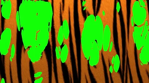 Tearing of a Tiger hide Stock Footage 196242733