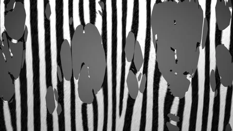 Tearing of a Zebra hide Stock Footage 156711366