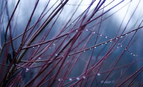 Tears of autumn Stock Photos