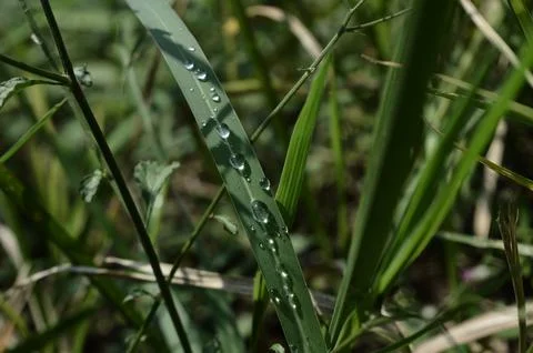 Tears dew Stock Photos