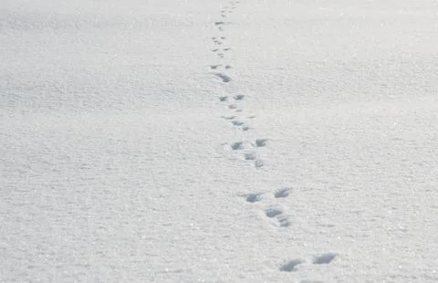 Tears left by a hare or a rabbit on snow. Snow background with paw marks of w Stockfoto's