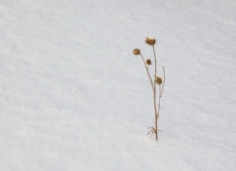Tears left by a hare or a rabbit on snow. Snow background with paw marks of w 写真素材