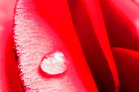Tears on a Rose Stock Photos
