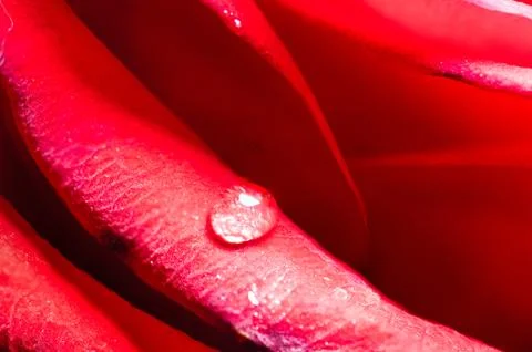 Tears on a Rose Stock Photos