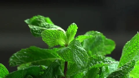 Tears a sheet of fresh mint Stock Footage 69780460
