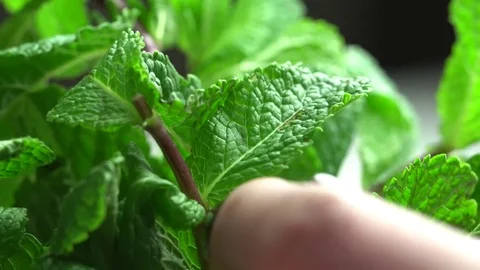 Tears a sheet of fresh mint Vídeos de archivo 69784240