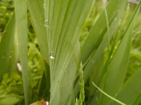 Tears of the sky Stock Photos