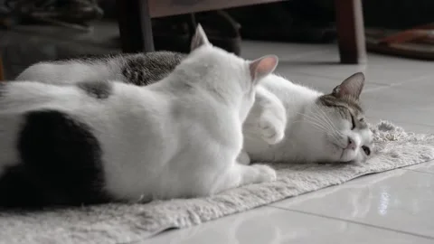 Tease a little Stock Footage 158434693