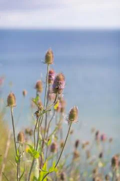 Teasel - baltic sea 库存照片
