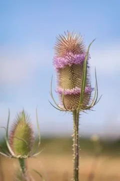 Teasel - bloom 库存照片