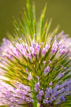 Teasel, closeup of the flower Stock Photos