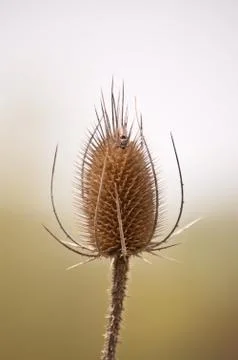 Teasel Comb with Insect in Spring Stock Photos