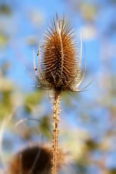Teasel - Dipsacus fullonum Stock Photos