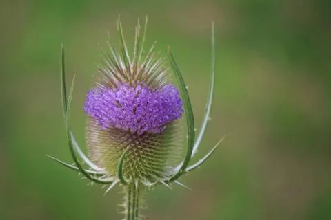 Teasel Dipsacus fullonum Stock Photos