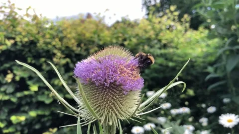Teasel flower head with a bumble bee in a garden in summer 스톡 동영상 260413181