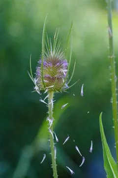 Teasel flower Stock Photos