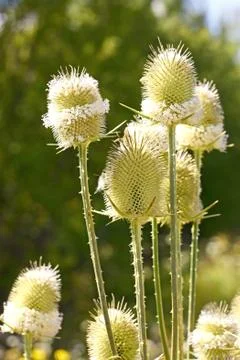 Teasel flowers close up Foto stock