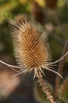 Teasel (Latin Dipsacus) has bloomed in the garden. Stock Photos