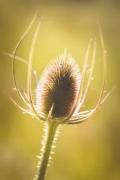 Teasel - macro 库存照片