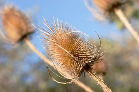 Teasel Stock Photos