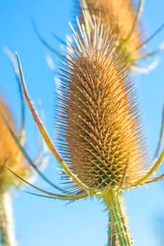 Teasel Stock Photos