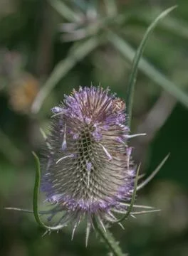 Teasel Stock Photos