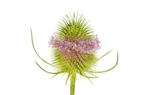 Teasel Stock Photos