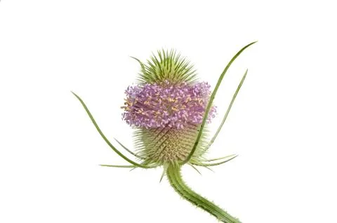 Teasel Stock Photos