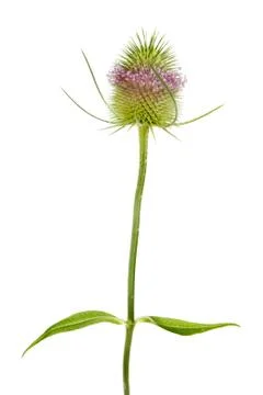 Teasel plant Stock Photos