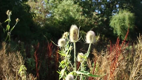 Teasel Plant in the Wild. Large Teasel Plant Flower in Nature Stock Footage 306849859
