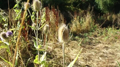 Teasel Plant in the Wild. Large Teasel Plant Flower in Nature Stock Footage 306849860