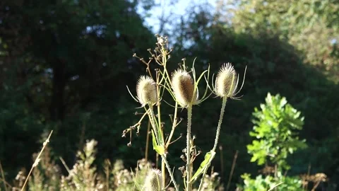 Teasel Plant in the Wild. Large Teasel Plant Flower in Nature Stock Footage 306849869