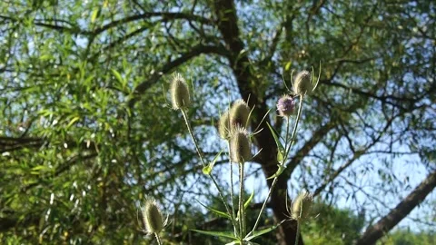 Teasel Plant in the Wild. Large Teasel Plant Flower in Nature Stock Footage 306849870