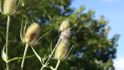 Teasel Plant in the Wild. Large Teasel Plant Flower in Nature Stock Footage 306850248