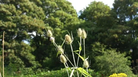 Teasel Plant in the Wild. Large Teasel Plant Flower in Nature Stock Footage 306850252