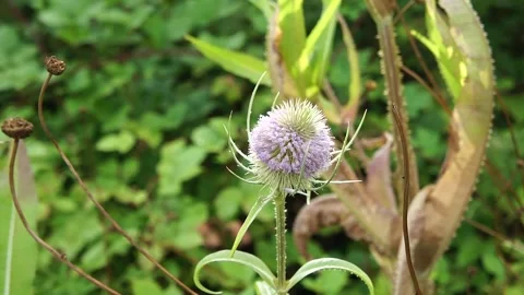 Teasel Plant in the Wild. Large Teasel Plant Flower in Nature Stock Footage 306850253