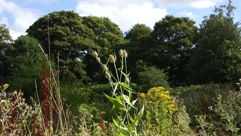 Teasel Plant in the Wild. Large Teasel Plant Flower in Nature Stock Footage 306850254