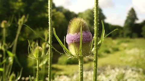 Teasel Plant in the Wild. Large Teasel Plant Flower in Nature Stock Footage 306850376