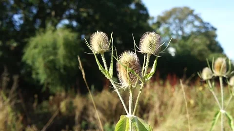 Teasel Plant in the Wild. Large Teasel Plant Flower in Nature Stock Footage 306850387