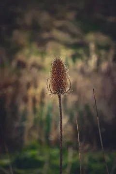 Teasel seed head on a spring day Stock Photos